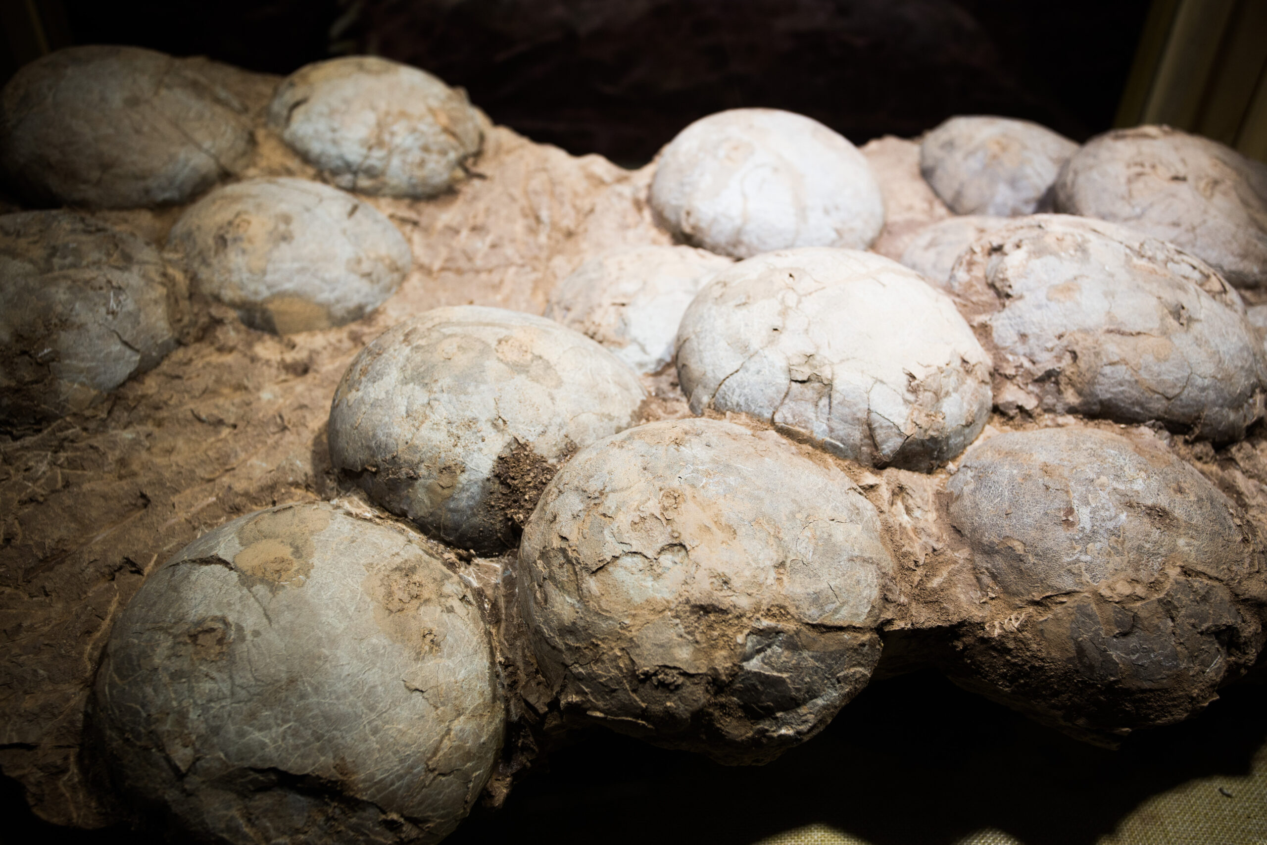 These 5 Dinosaur Nests Are Among the Greatest Ever Found