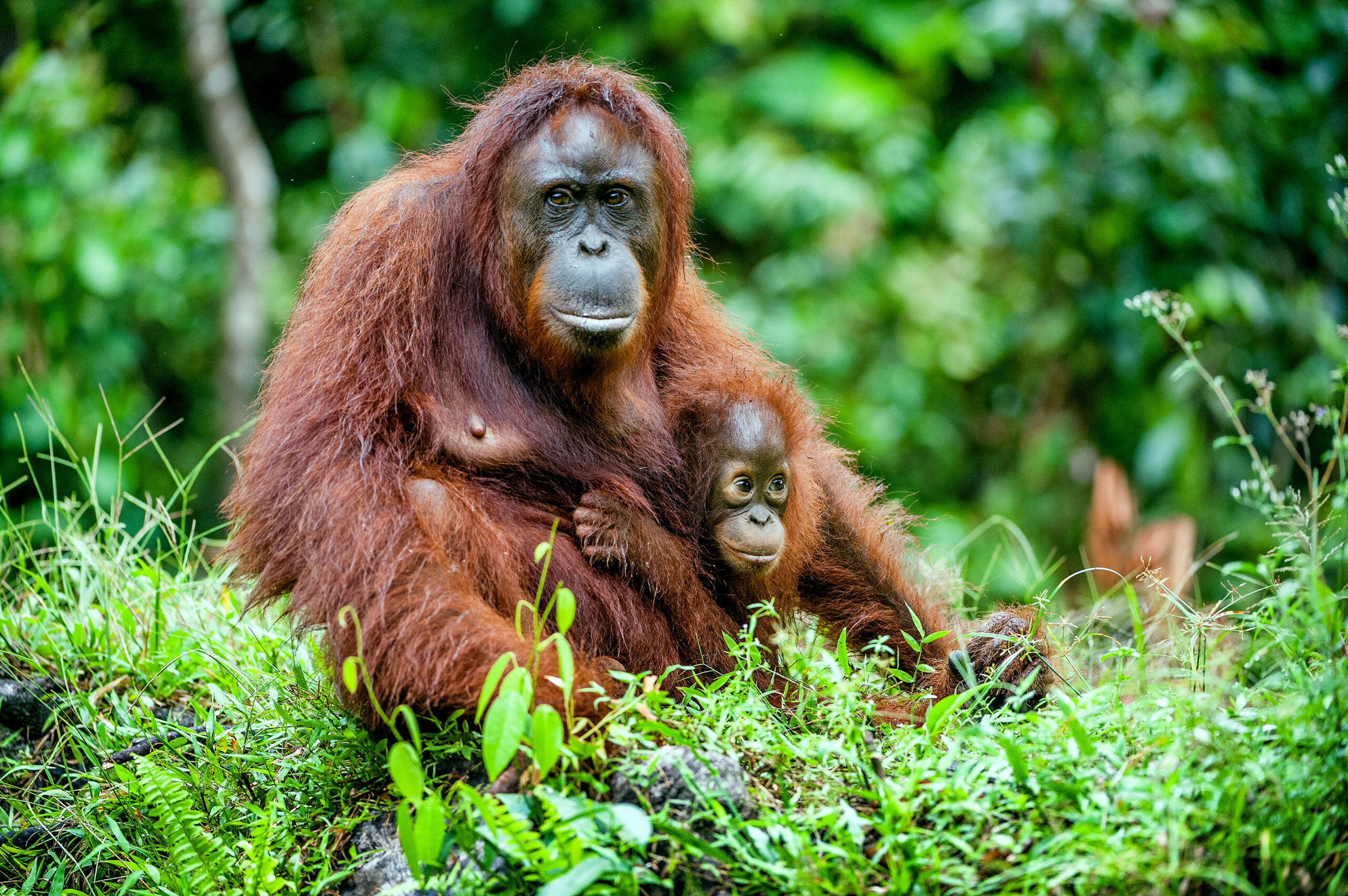 Orangutan Language Is Extra Sophisticated Than As soon as Understanding