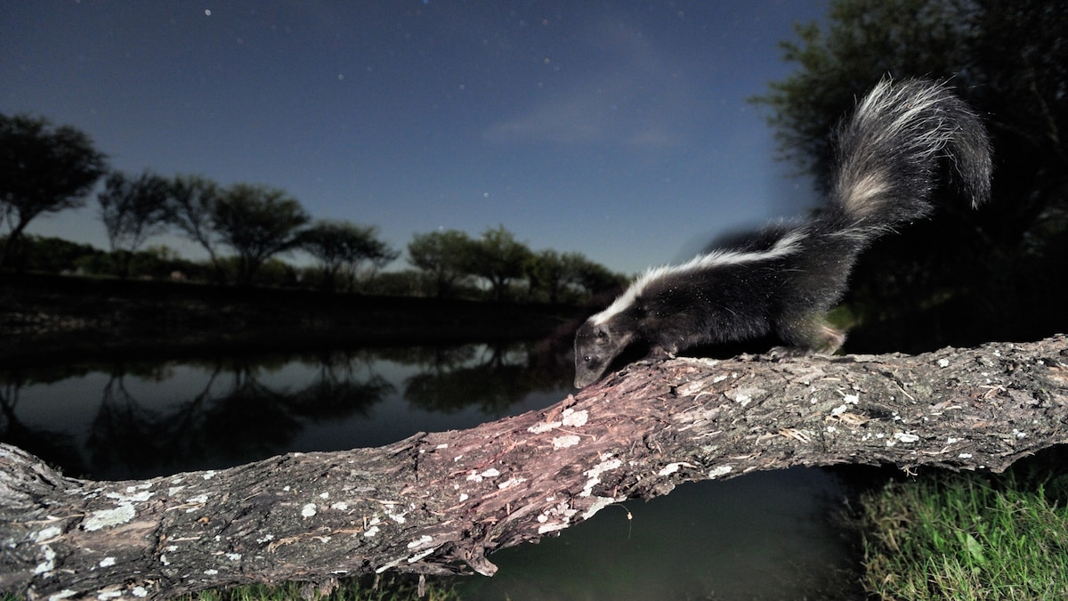 Are predators born fearing skunks?