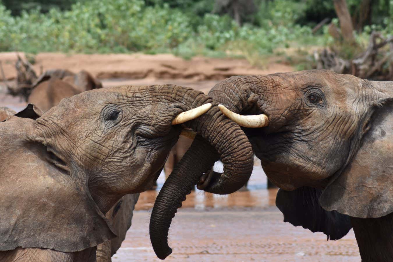 Elephants seem to win names for each totally different
